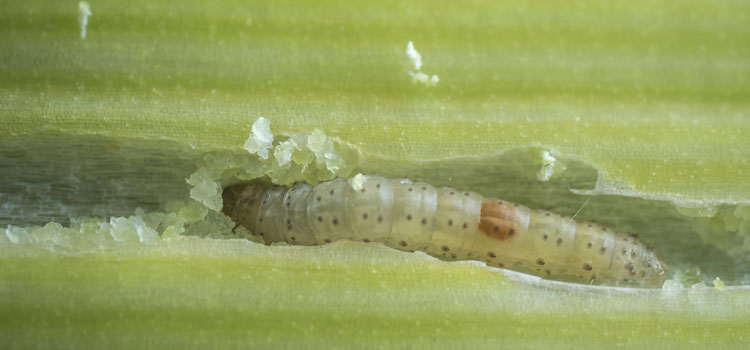 Onion fly larva