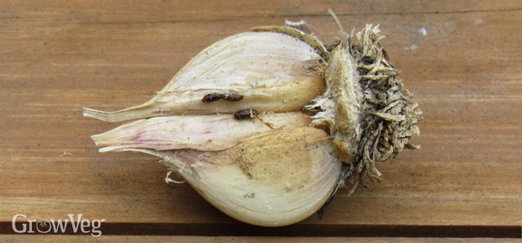 Onion fly pupae