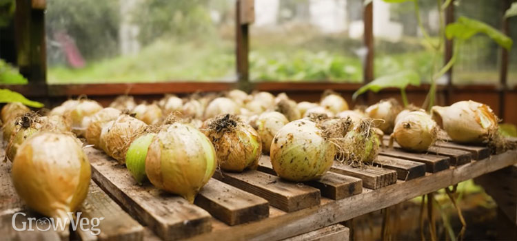 Curing onions