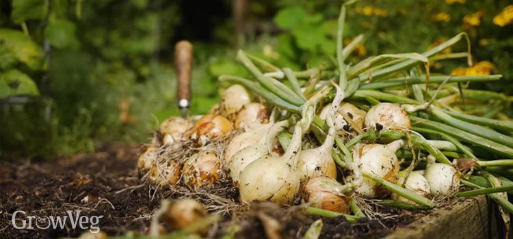 Harvesting onions