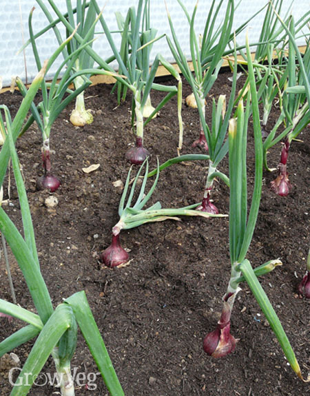 Large red onions