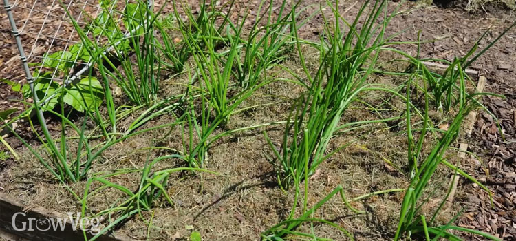 Onions mulched with grass clippings