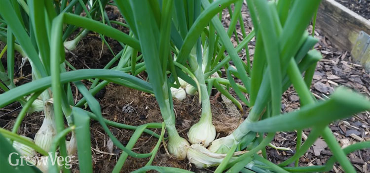 Multisown onions