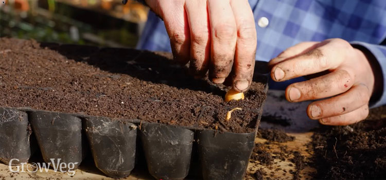 Planting onions in plugs