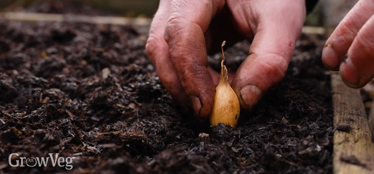 Planting onion sets