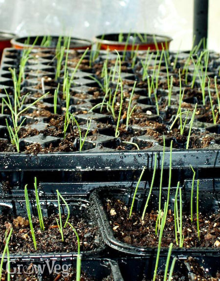 Onion seedlings