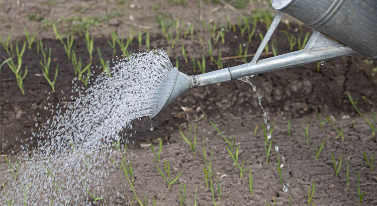 Watering onions