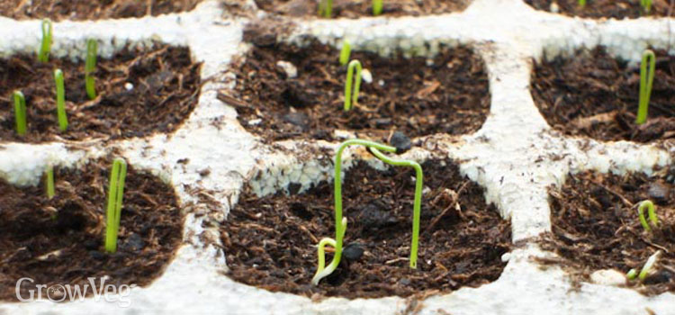 https://gardenplannerwebsites.azureedge.net/blog/onion-seedlings-in-module-2x.jpg