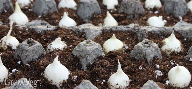 Onion sets planted in egg cartons