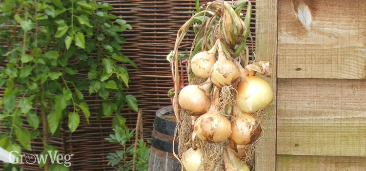 A string of harvested onions drying