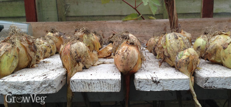 Onions drying on greenhouse bench
