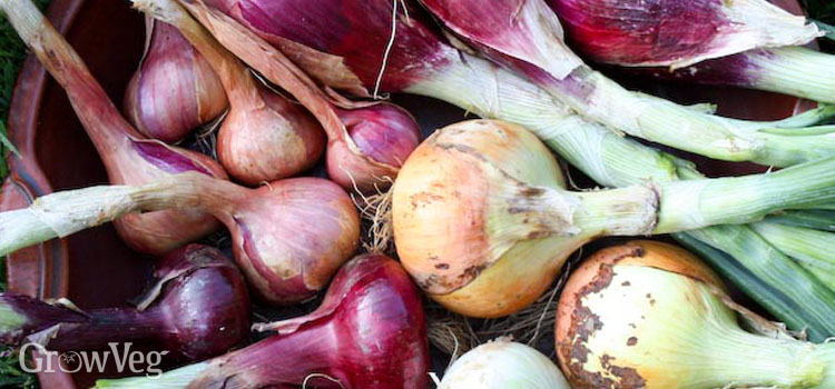 Harvested onions