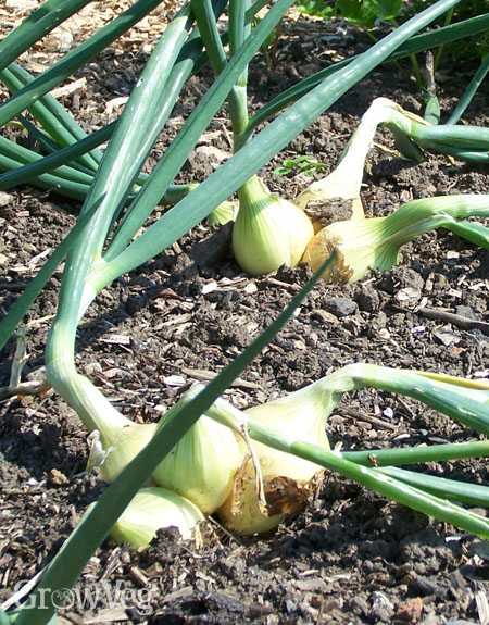 “Onions