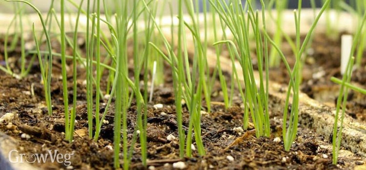 Starting onion seeds indoors
