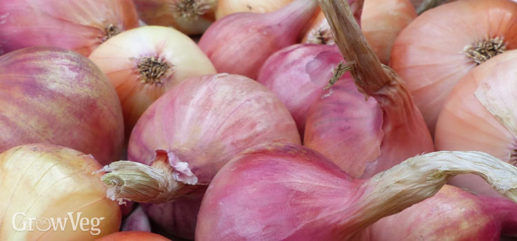 https://gardenplannerwebsites.azureedge.net/blog/onions-ready-for-storing-2x.jpg