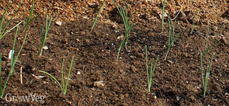 Onion seedlings in a stale seed bed