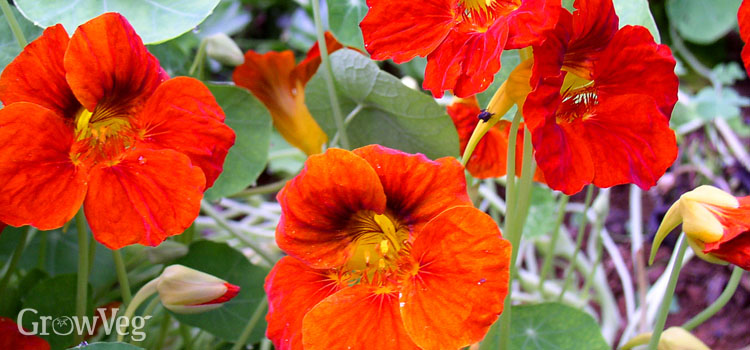 https://gardenplannerwebsites.azureedge.net/blog/orange-nasturtium-flowers-2x.jpg