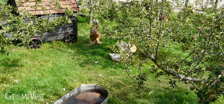 Orchard with chickens