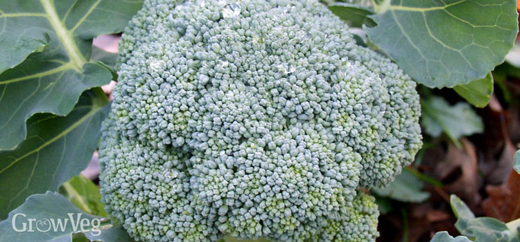 https://gardenplannerwebsites.azureedge.net/blog/outstanding-broccoli-growing-2x.jpg