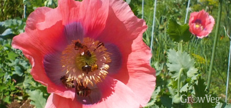 Opium poppy (Papaver somniferum) being pollinated by bees