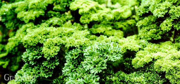 Curly leaved parsley