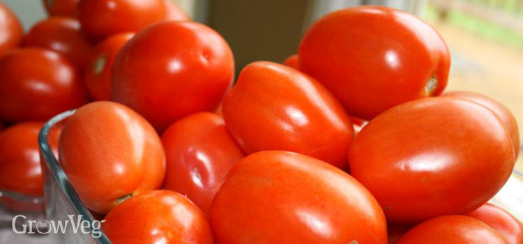 Paste tomatoes for canning