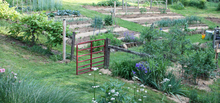 Vegetable Garden Pathways, What Kind Of Mulch Is Best For Garden Paths