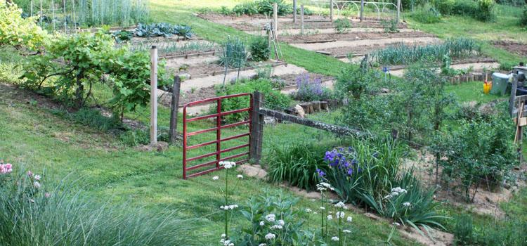 Pathways using sawdust in between beds