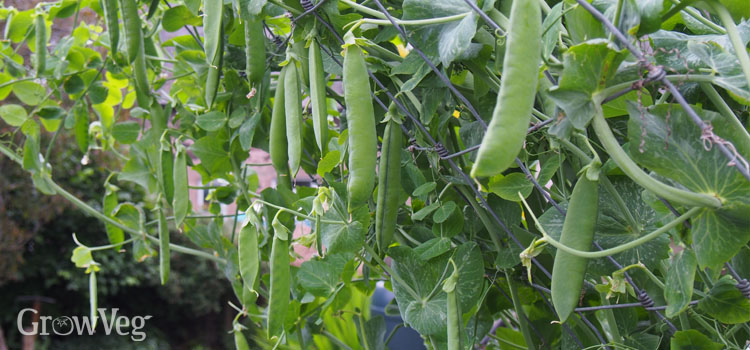 Climbing peas