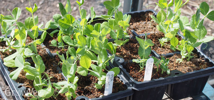 Peas in a plug tray
