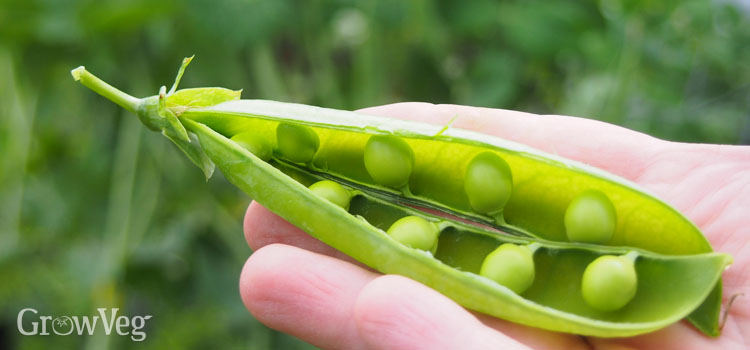 Harvesting peas