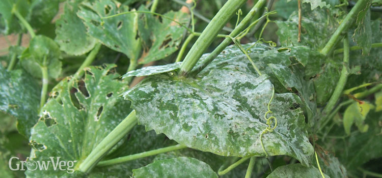 Powdery mildew on pea foliage