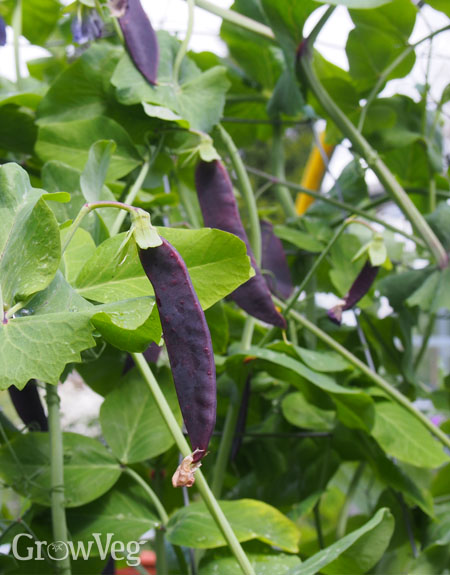 Purple pea pods