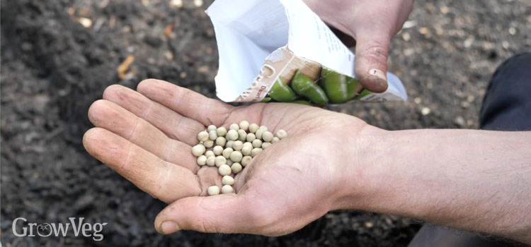 Pea seeds