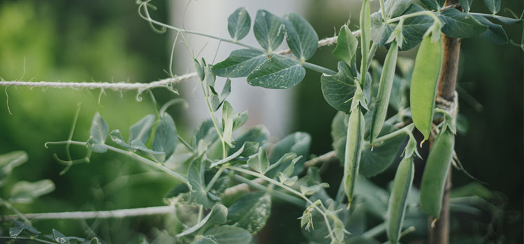 String supports for peas