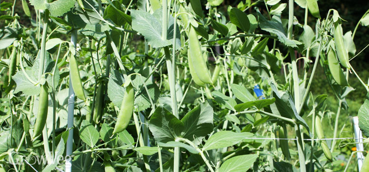 Snap peas