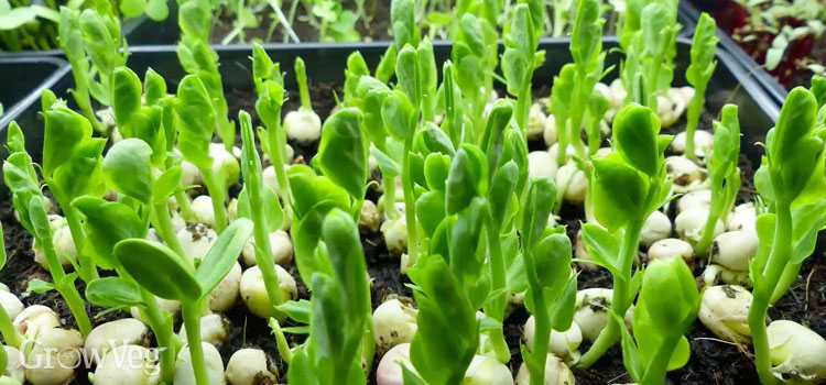 Microgreen pea shoots