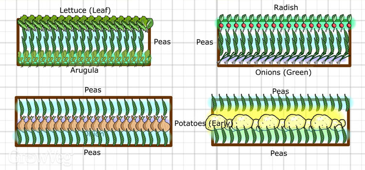 Interplanting plan for peas