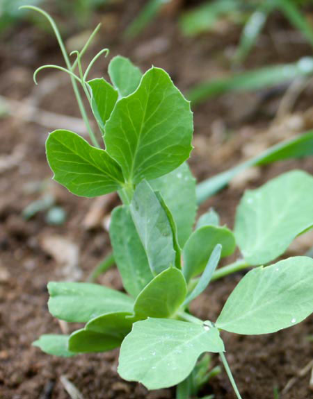 Pea seedling