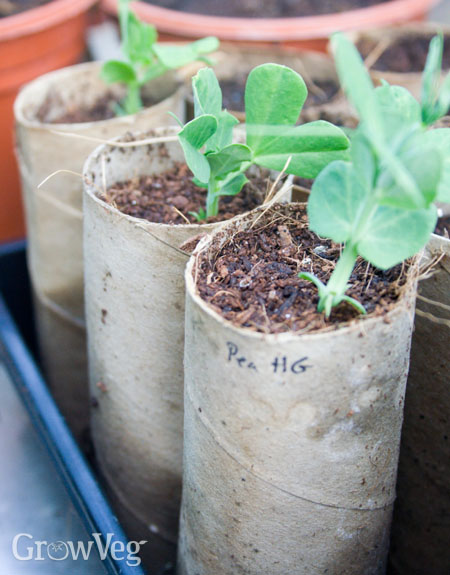 Pea seedlings in cardboard tubes