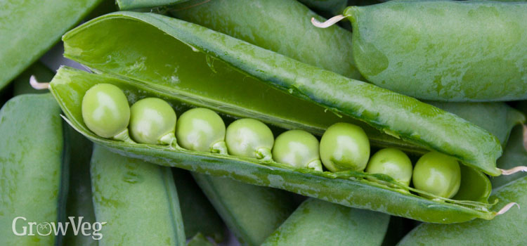 Homegrown garden peas