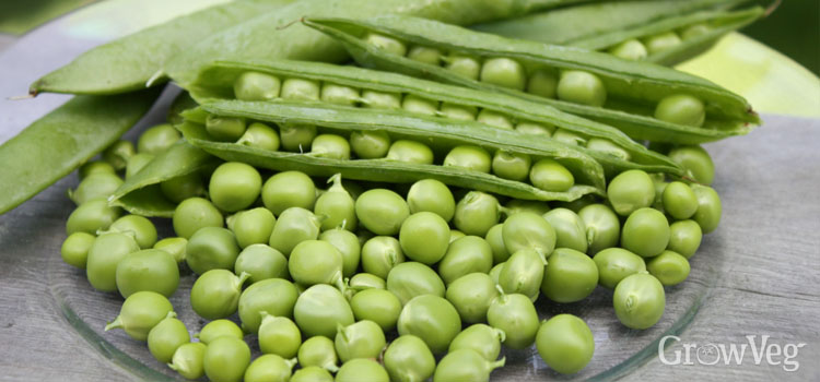 Freshly-harvested peas
