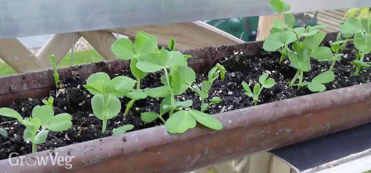 https://gardenplannerwebsites.azureedge.net/blog/peas-growing-in-guttering-1x.jpg