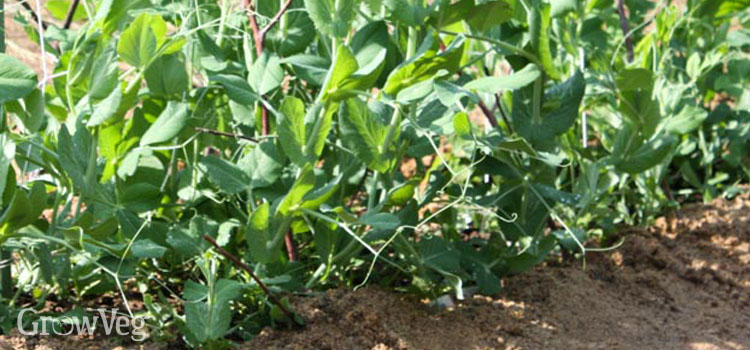 Peas mulched to keep down weeds