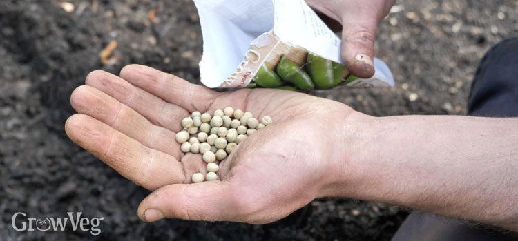 Sowing peas
