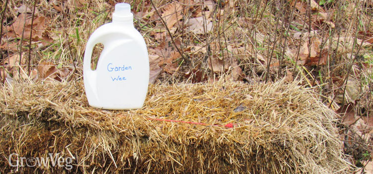 Plastic container of urine on a straw bale