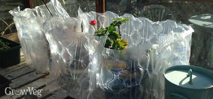 Insulating pelargoniums with bubble wrap in winter