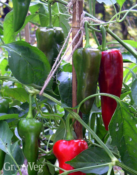 how to encourage peppers to ripen on the vine