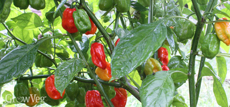 https://gardenplannerwebsites.azureedge.net/blog/peppers-aju-dulce-2x.jpg