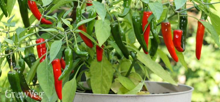 Chili peppers 'Cayenne' growing in a pot